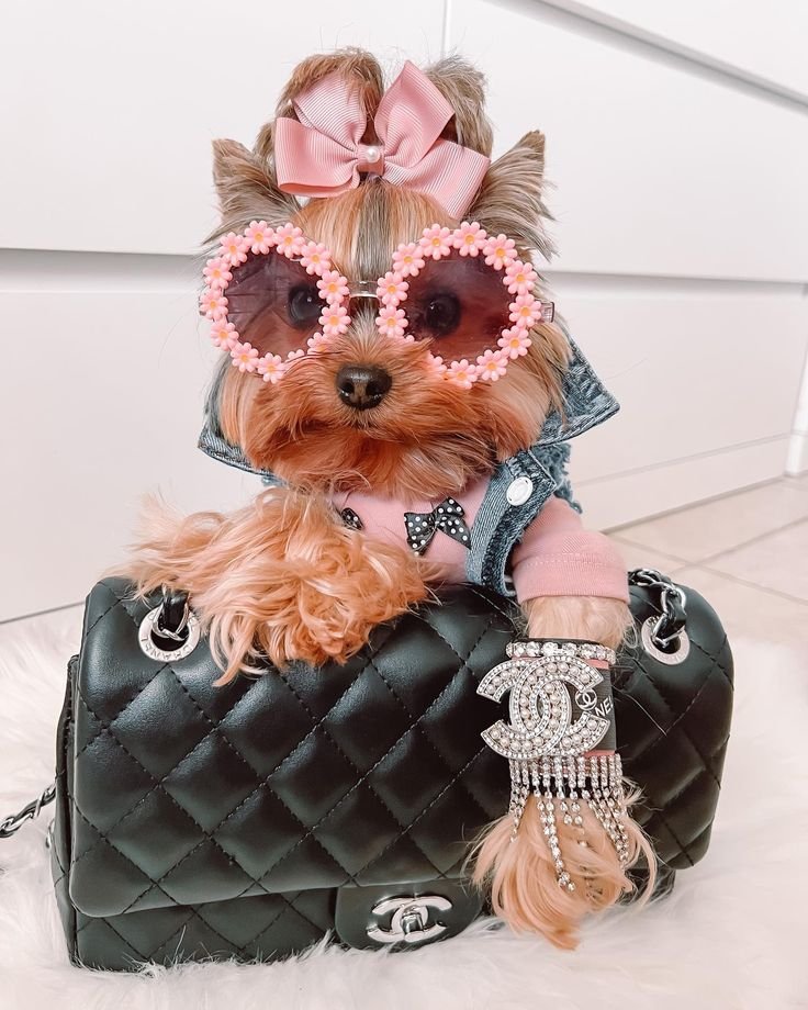 pet luxury shop 28838e