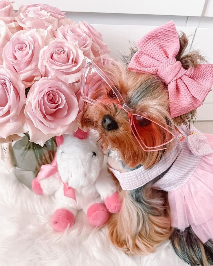 pet luxury shop w88323 pet luxury shop w88323